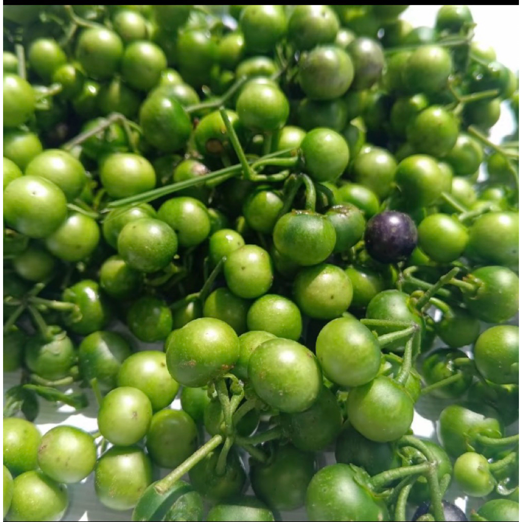 

LEUNCA LALAPAN SAYUR press&segar 500 grm