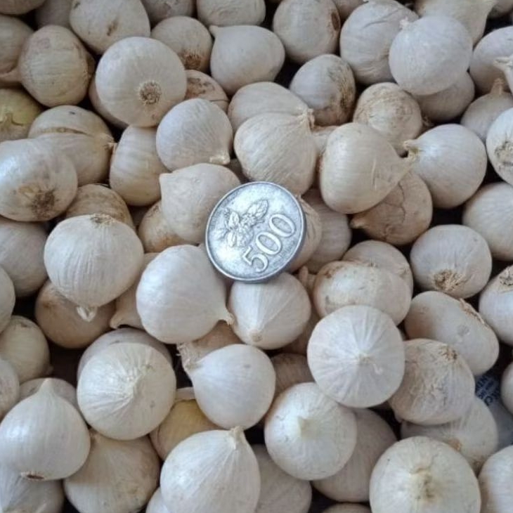 

bawang tunggal lanang 500 gram