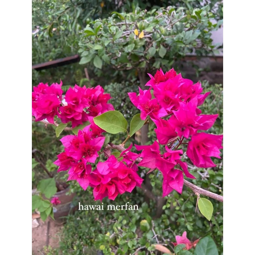 Batang stek bougenville impor ID HAWAI MERFAN, fresh cutting. ( HARGA PERBATANG)‼️