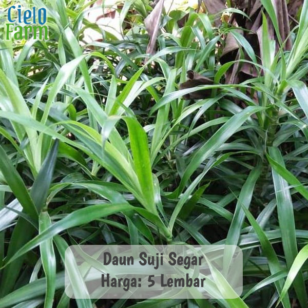 

Daun Suji Segar 5 Lembar Pewarna Makanan Alami Cielo Farm
