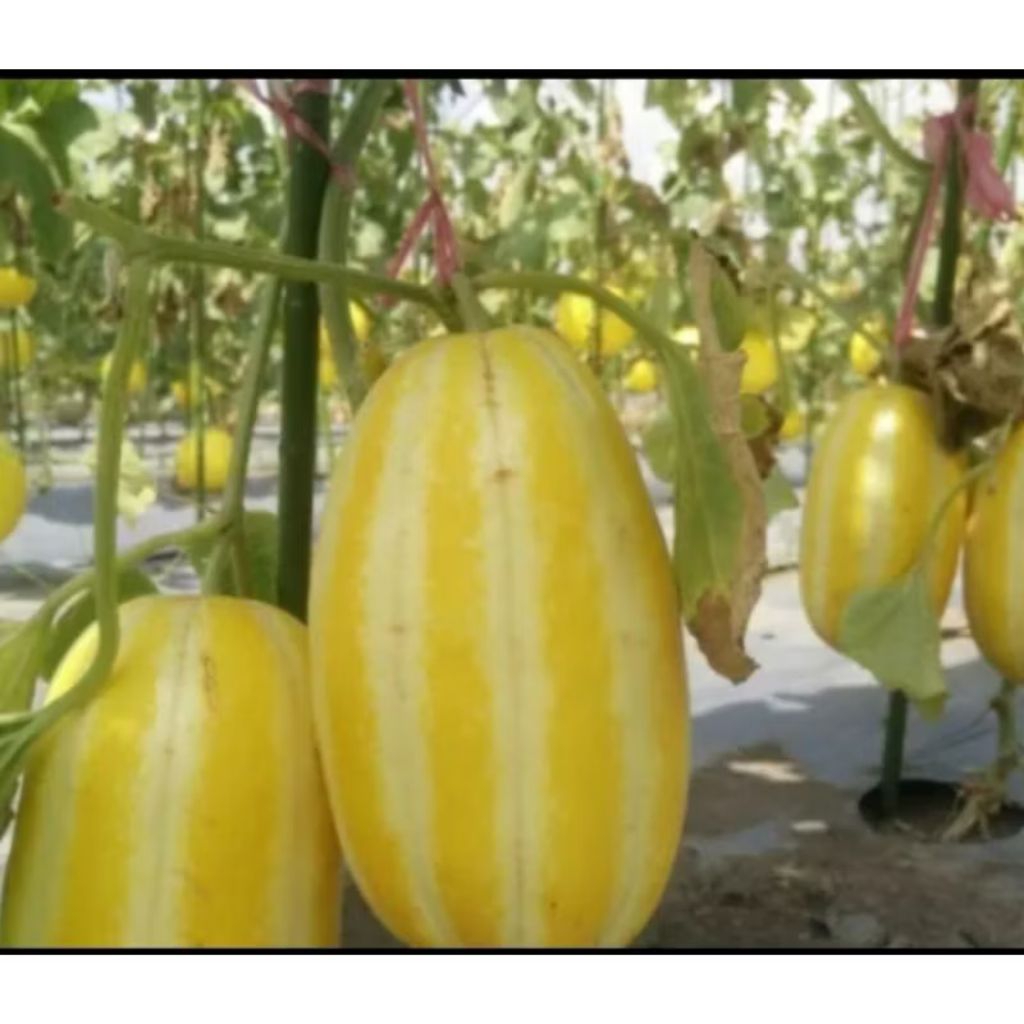 Biji benih melon korea oriental