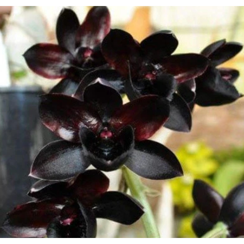 Botanica BC 44 - Anggrek Catasetum FDK After Midnight (Ctsm. After Dark x Ctsm. Mark Dimmit)