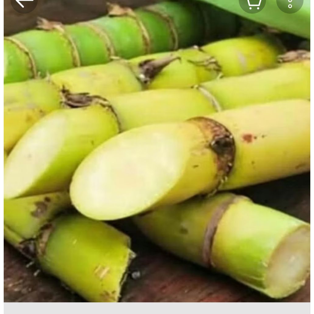 

Tebu Arjuna biasanya syarat buat rumah dll