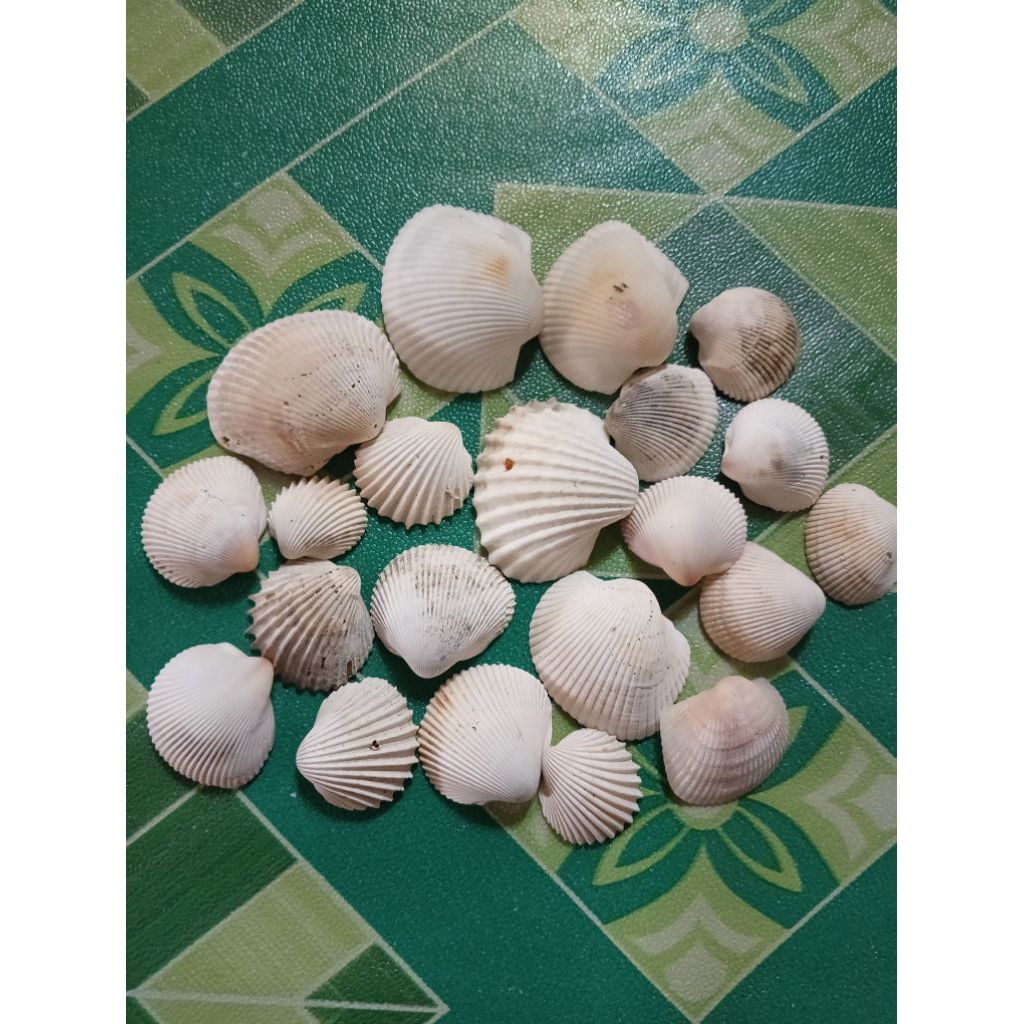 kulit kerang dara untuk hiasan aquarium dan meja