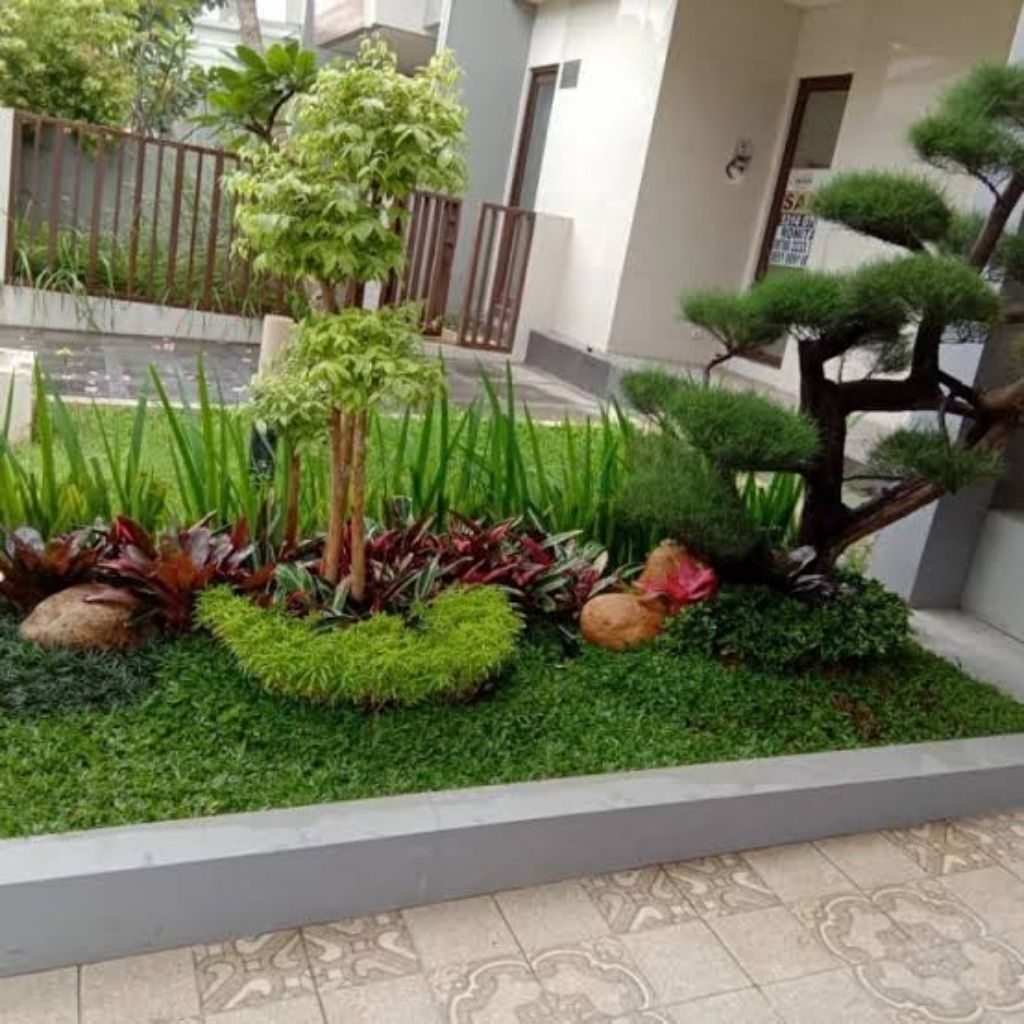 taman bonsay cemara udang