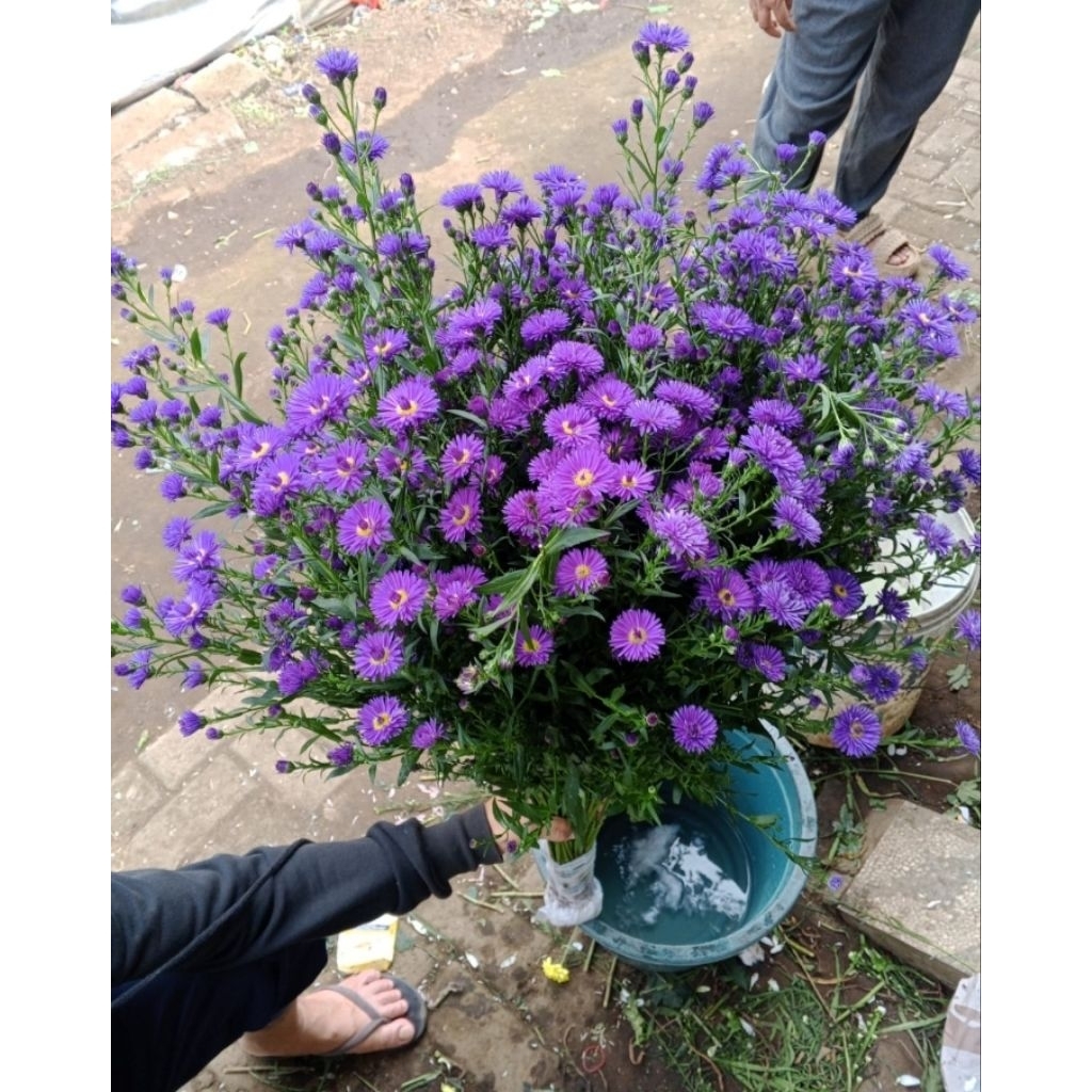 bunga potong pikok ungu isi 10 tangkai