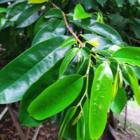 

Daun Sirsak Obat herbal - Teh Daun Sirsak Obat Herbal