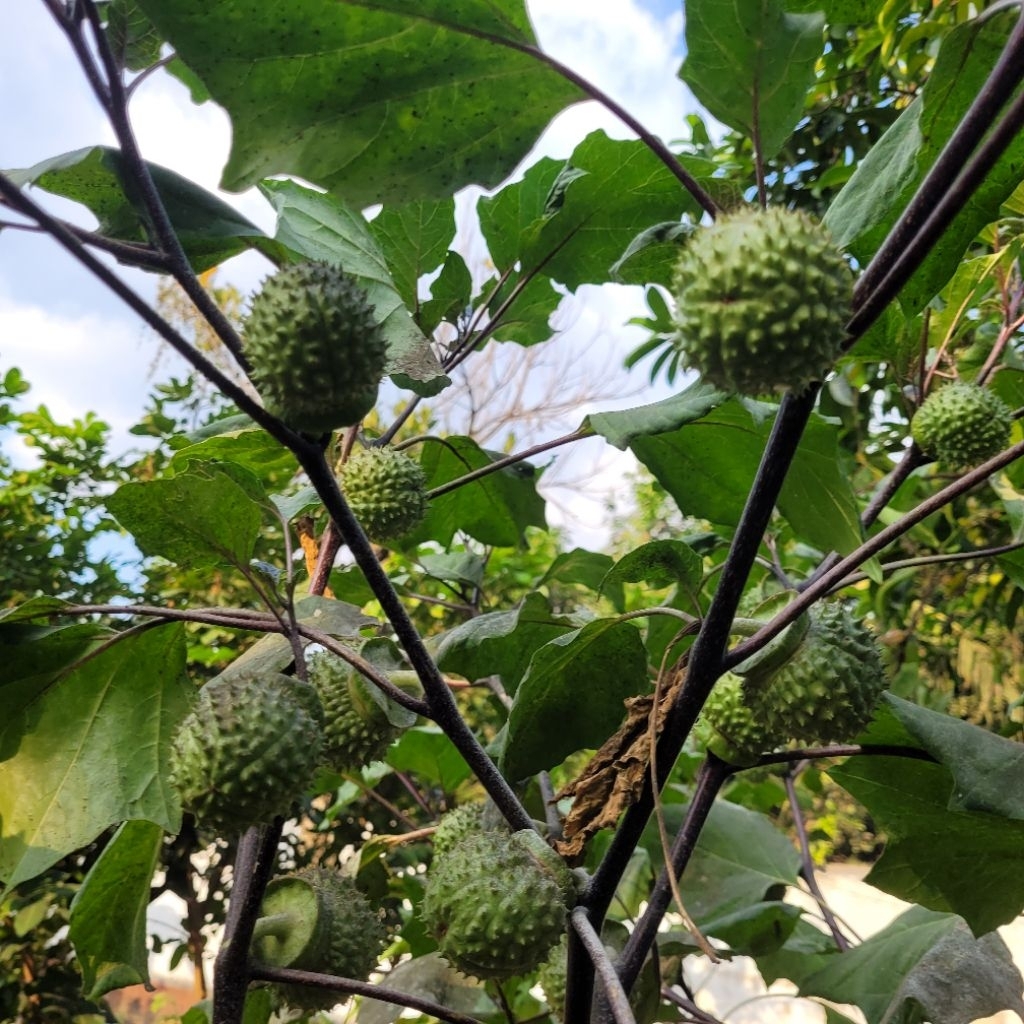 

Paket 4 Buah Kecubung Segar Bahan Pestisida Alami Pakan Burung Gacor