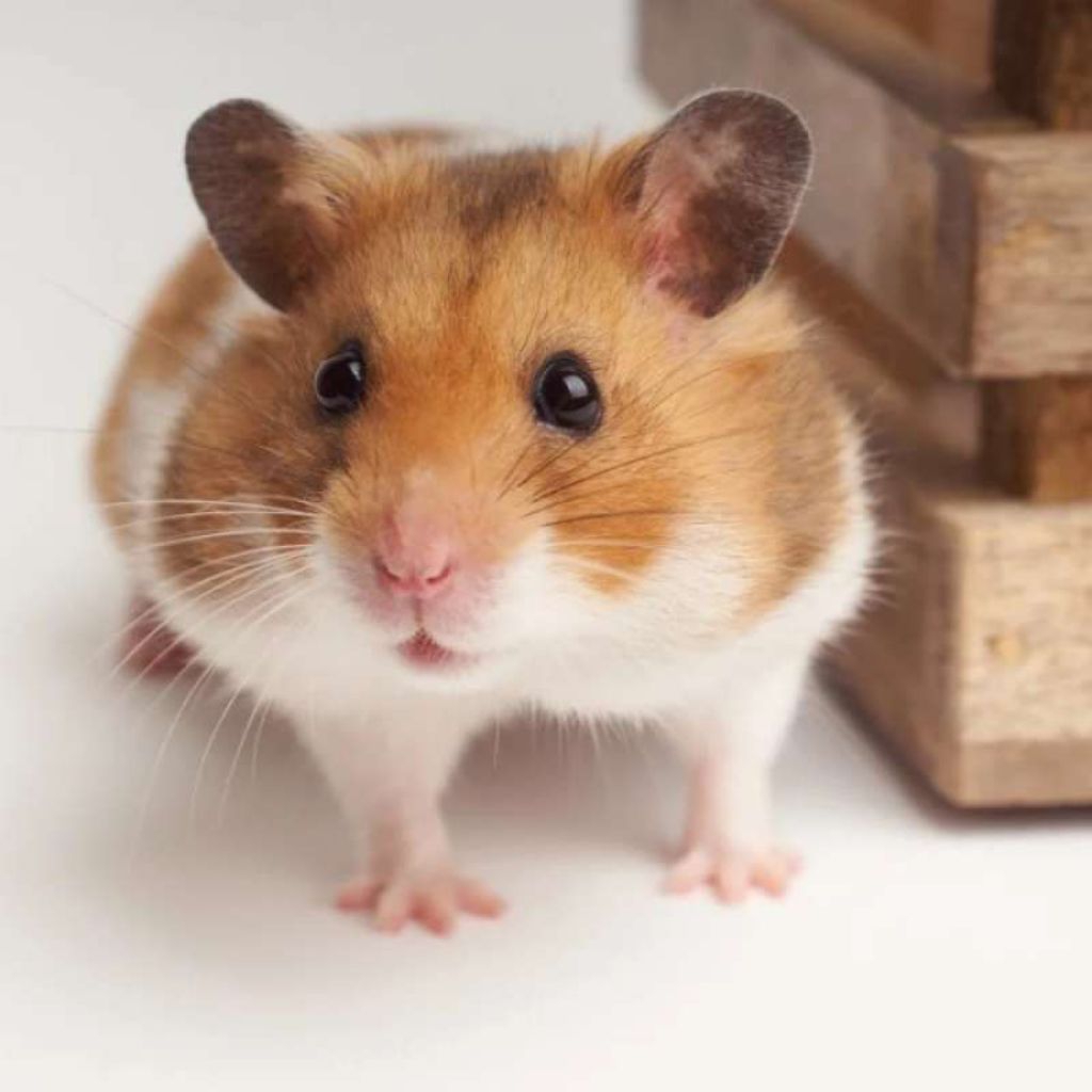 mainan hamster jinak