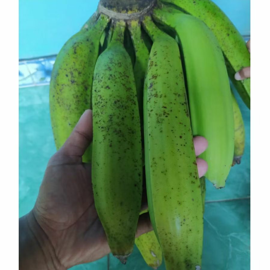 

pisang tanduk muria paket 5 buah