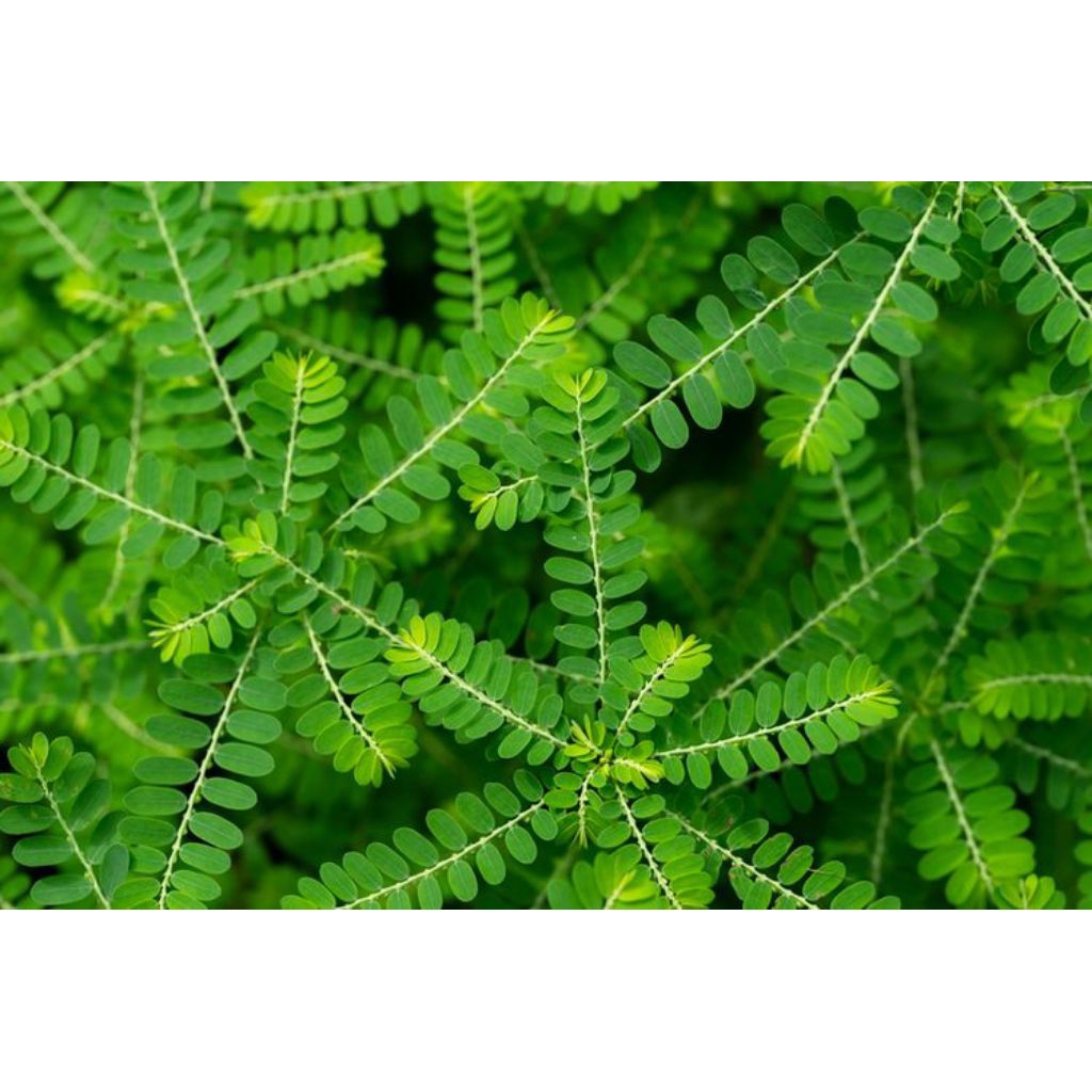 

Herbal daun meniran segar 1 Kg