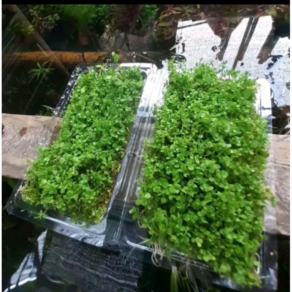 Tanaman Aquascape monte carlo