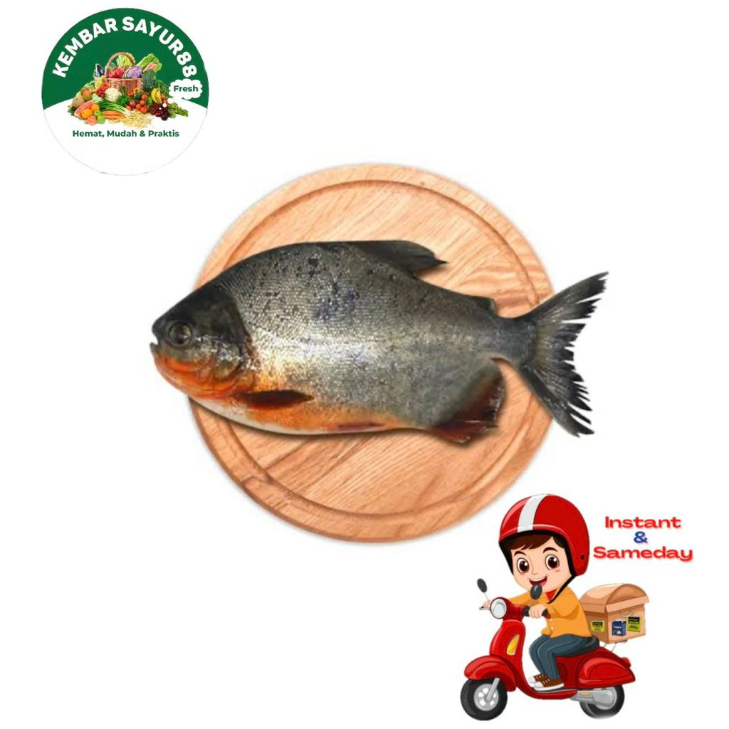 

Ikan Bawal Segar Fresh - Kembarsayur88