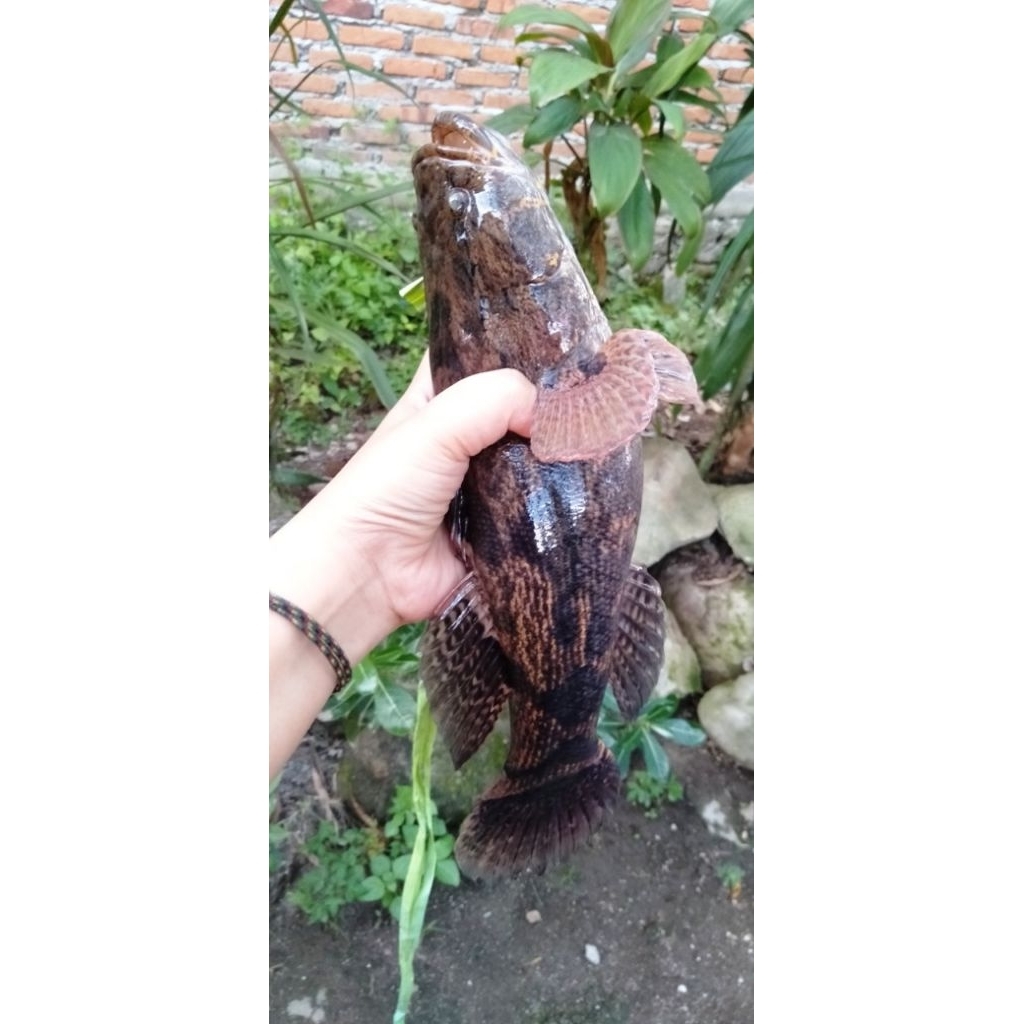 

ikan betutu hidup1kg