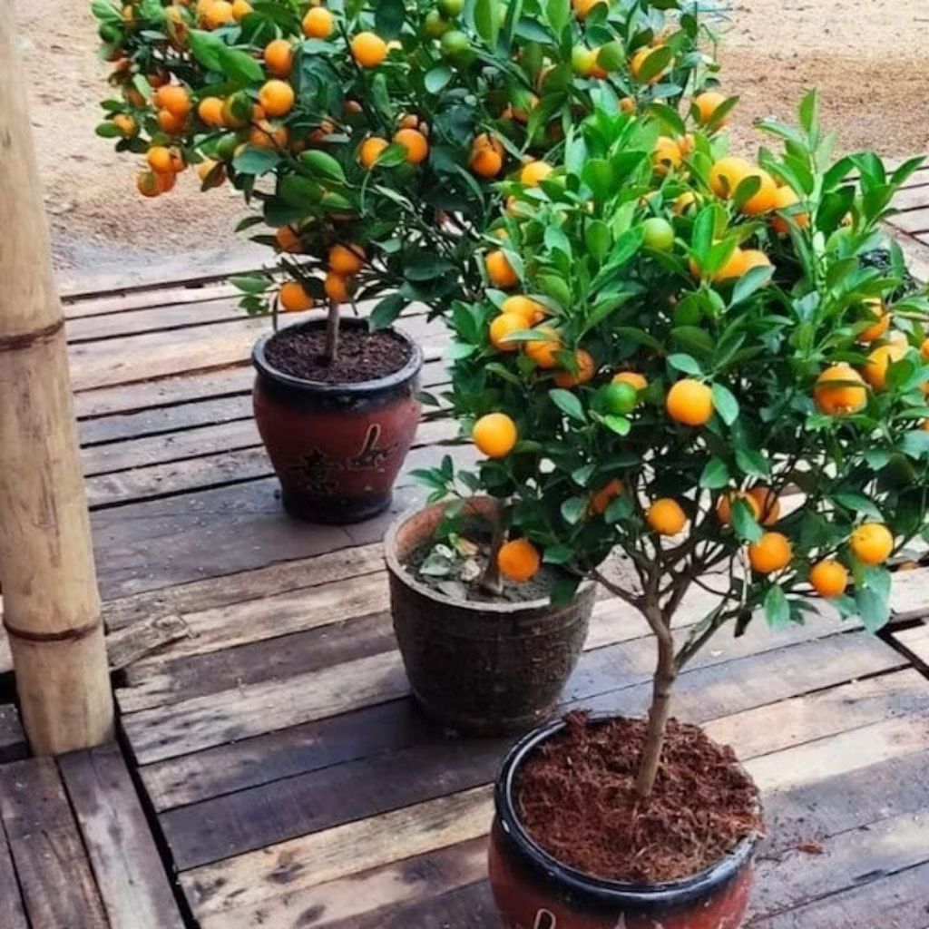 

bibit jeruk Mandarin sudah berbuah