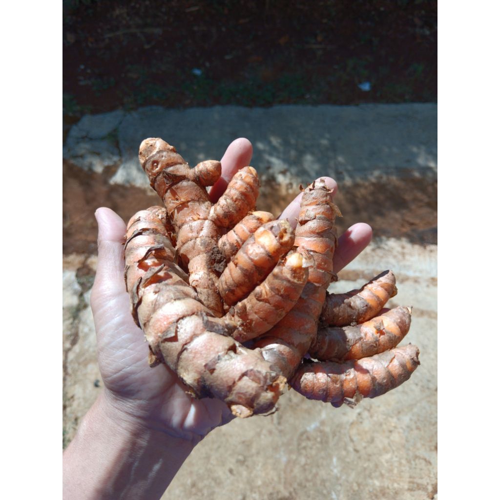 

ELSHOP #diskonsemuaproduk - Kunyit/Kunir SUPER BESAR Fresh/Segar dicuci Bersih Murah 1 Kg