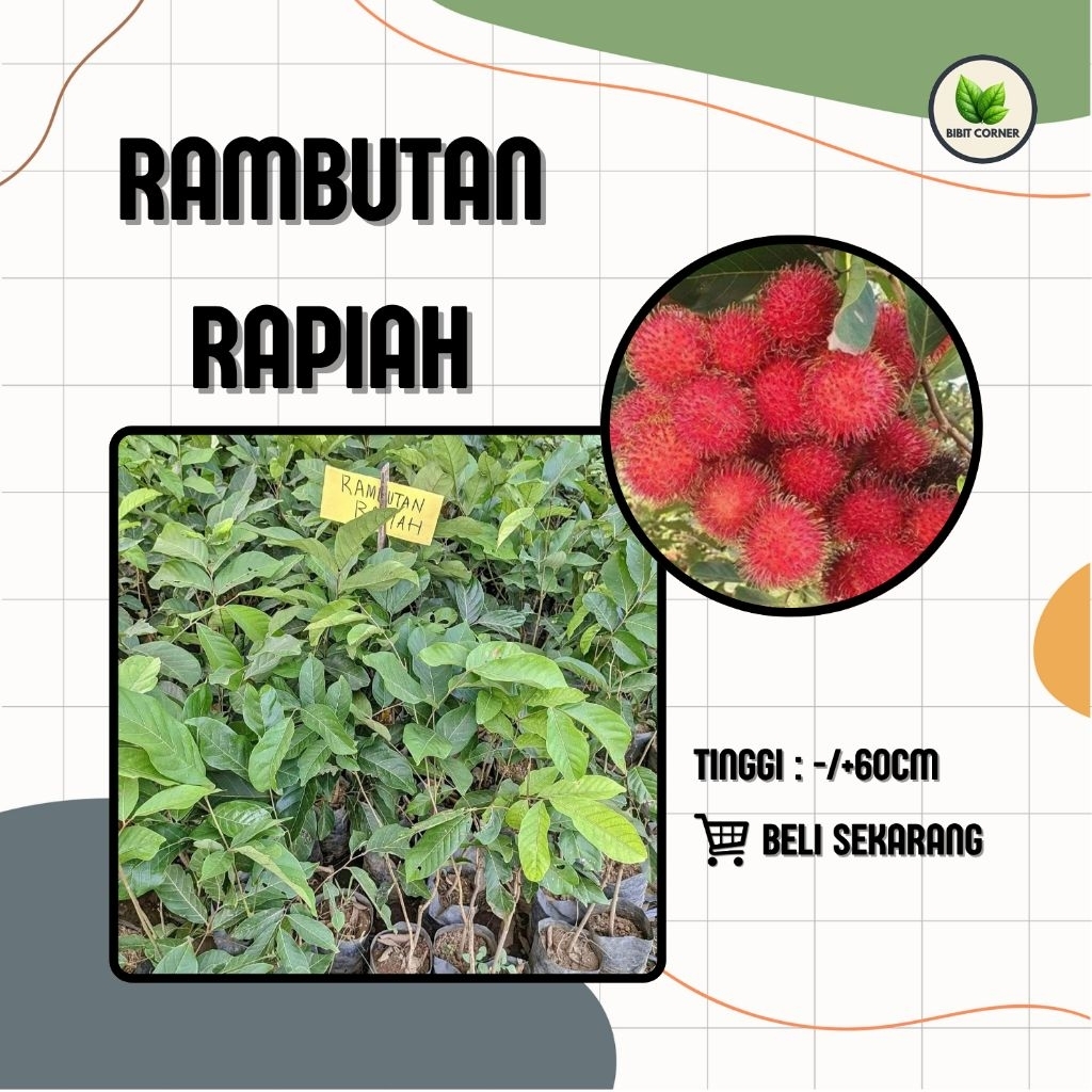 Bibit Rambutan Rapiah Cangkok