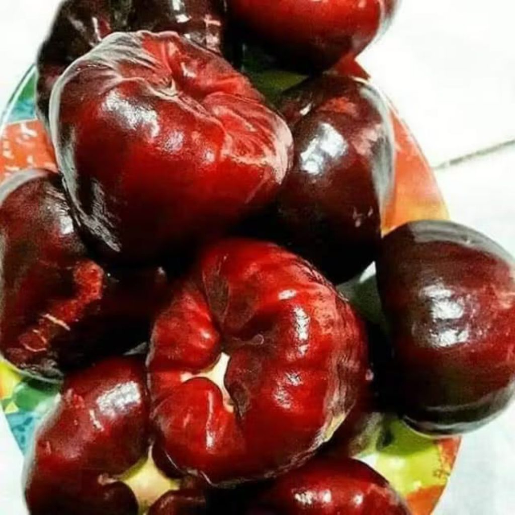 bibit jambu air mutiara hitam