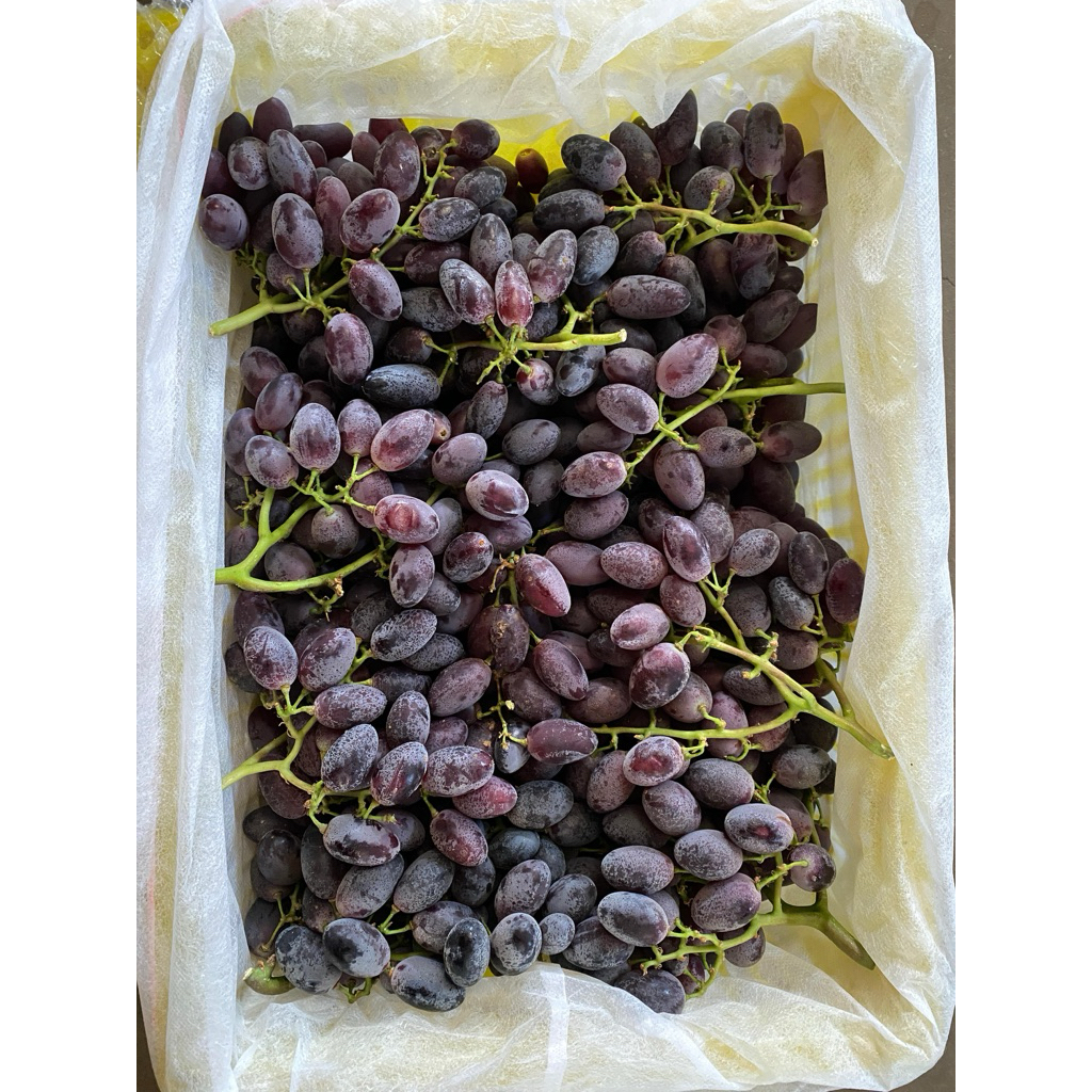 

FRESH4YOU_ANGGUR AUTUMN USA ANGGUR MANIS ANGGUR TANPA BIJI ANGGUR FRESH ANGGUR ENAK ANGGUR SEEDLESS