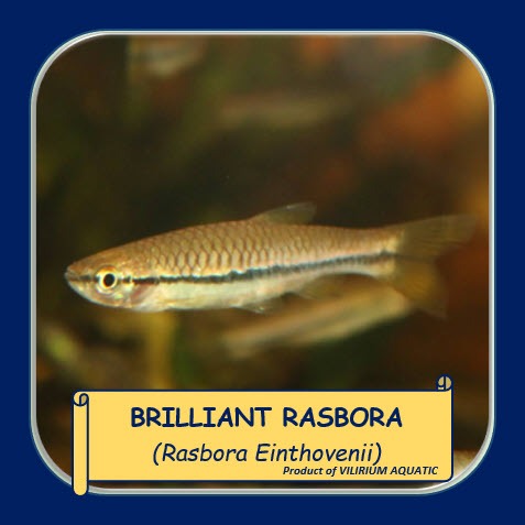 IKAN HIAS AIR TAWAR - RASBORA BRILIANT / BRILIANT RASBORA / RASBORA EINTHOVENII / SELUANG BATU (IKAN