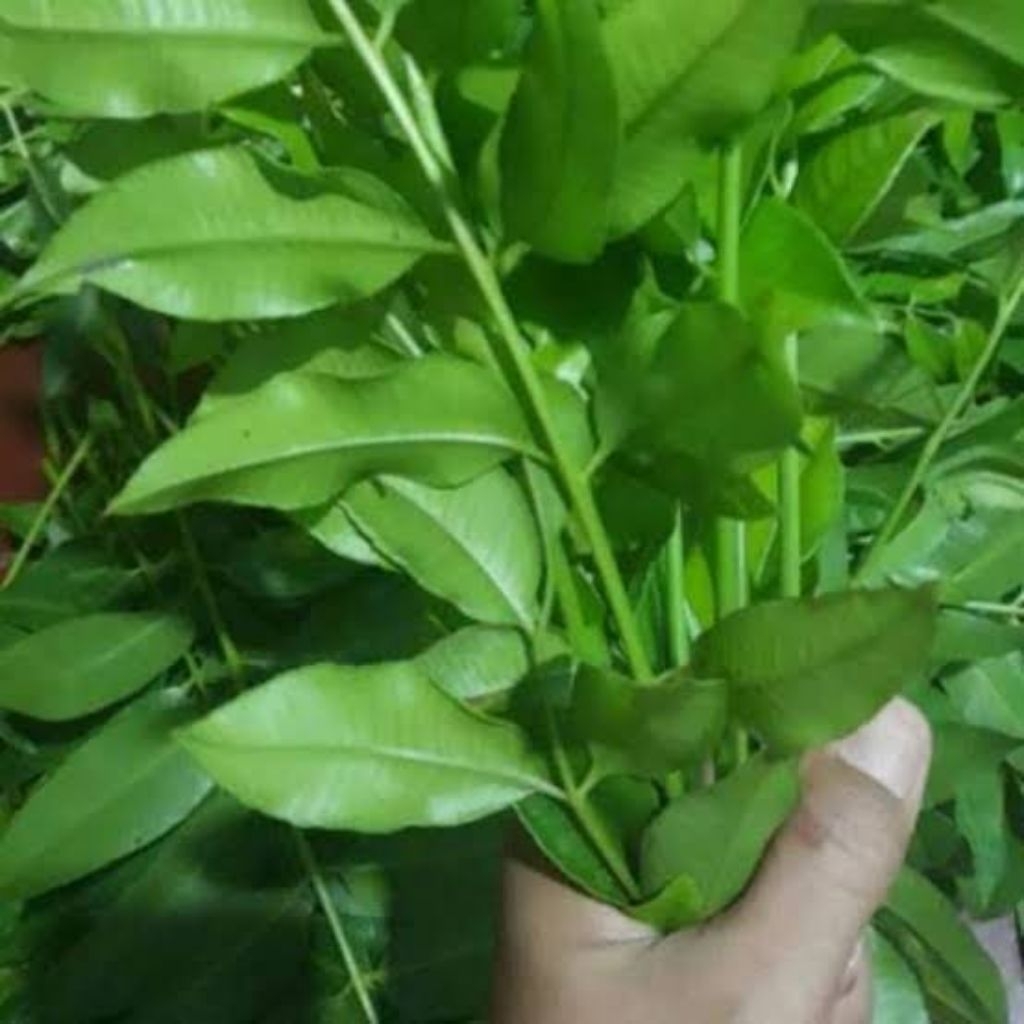 

daun kedondong fresh segar dan bahan untuk bubu penyegar masakan