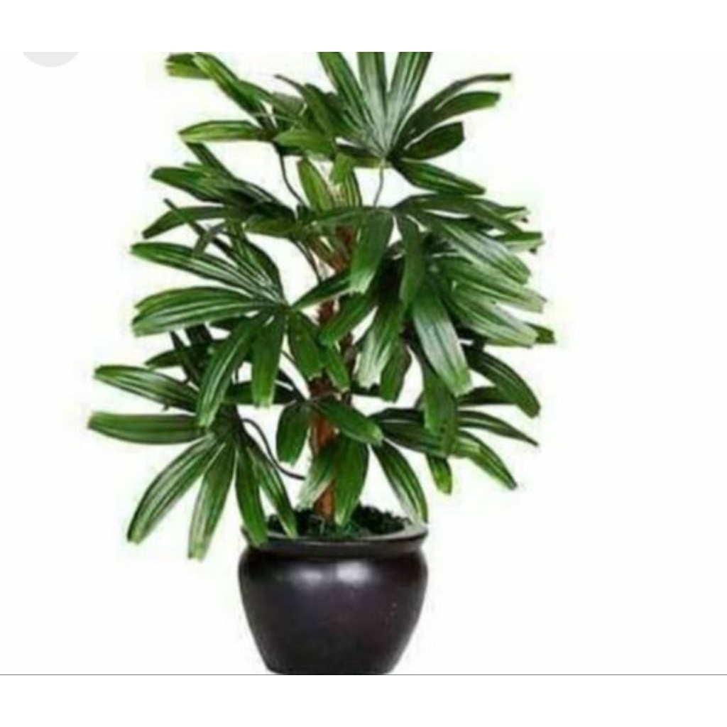 Tanaman Hias Palem Regu//Palem Regu