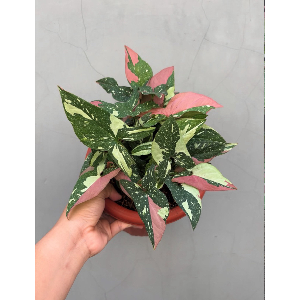 Syngonium redspot tricolor
