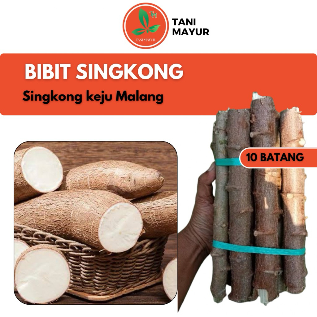 

TANI MAYUR -BIBIT SINGKONG SUPER ASLI MALANG UKURAN 25 CM 10 PCS