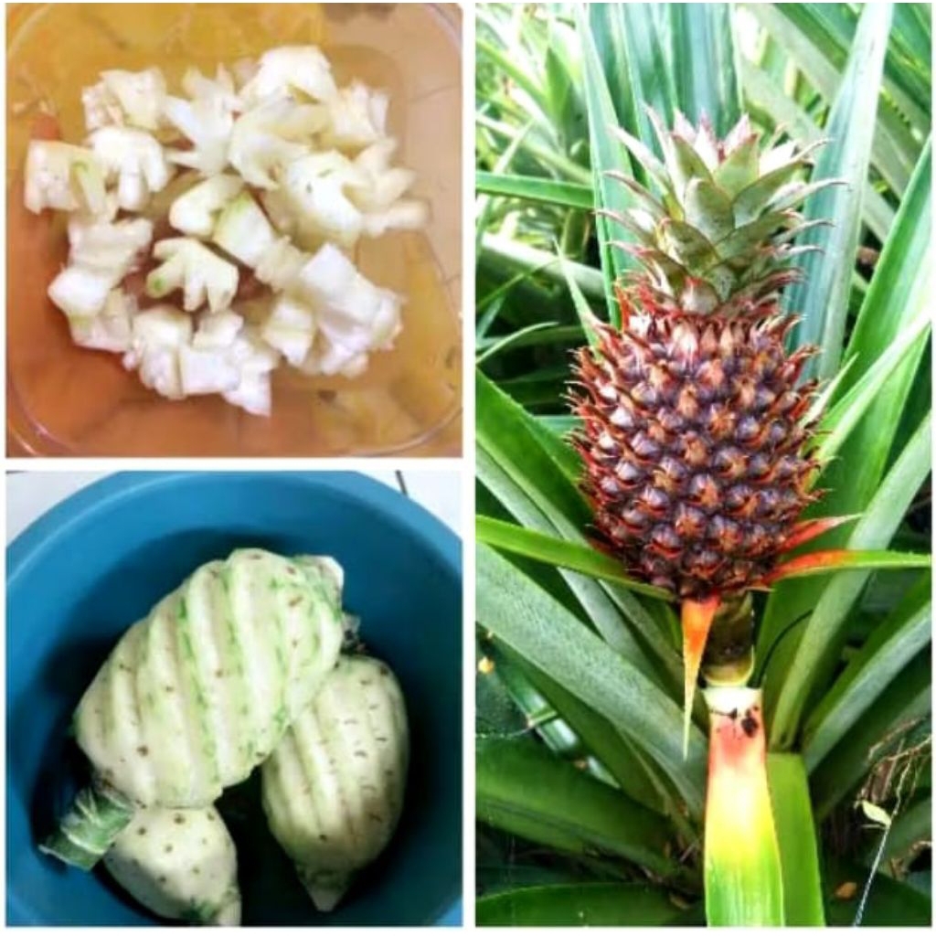 

Ready Buah Nanas Muda FRESH 1 PCS