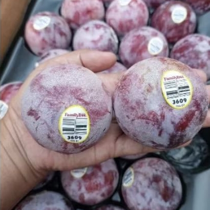 

Buah plum red USA plum merah family tree super segar 500 gram