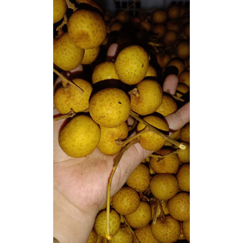 

KLENGKENG SUPER MANIS