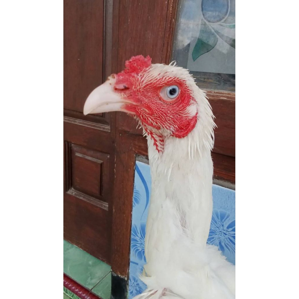 

Telur fertil ayam putih mulus tembus ori bisa di tetas kan