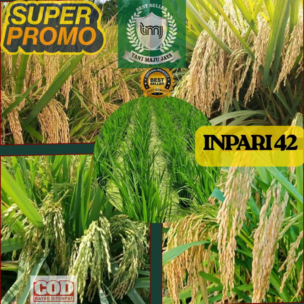 SUPER PROMO 10 KG BIBIT PADI BENIH PADI UNGGUL VARIETAS INPARI 42 KEMASAN 5 KG