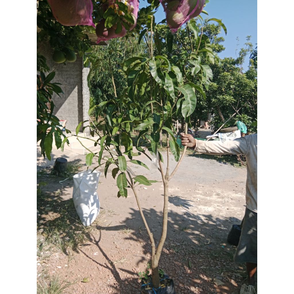 

kombinasi 2 in 1 mangga kiosawey cross x mahatir jumbo 1,8 mtr