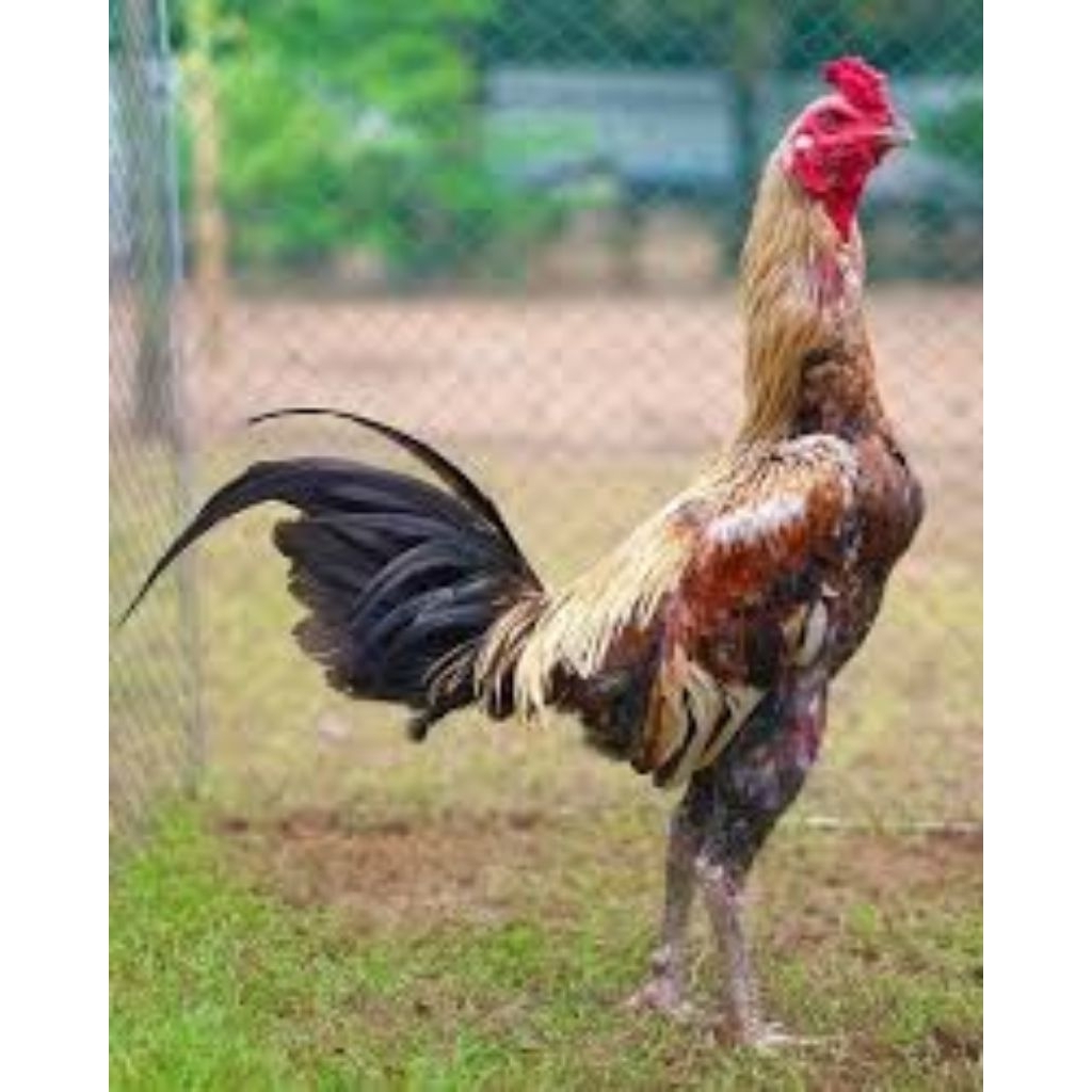 

Telur ayam PAMA Ninja Fertil siap untuk ditetaskan