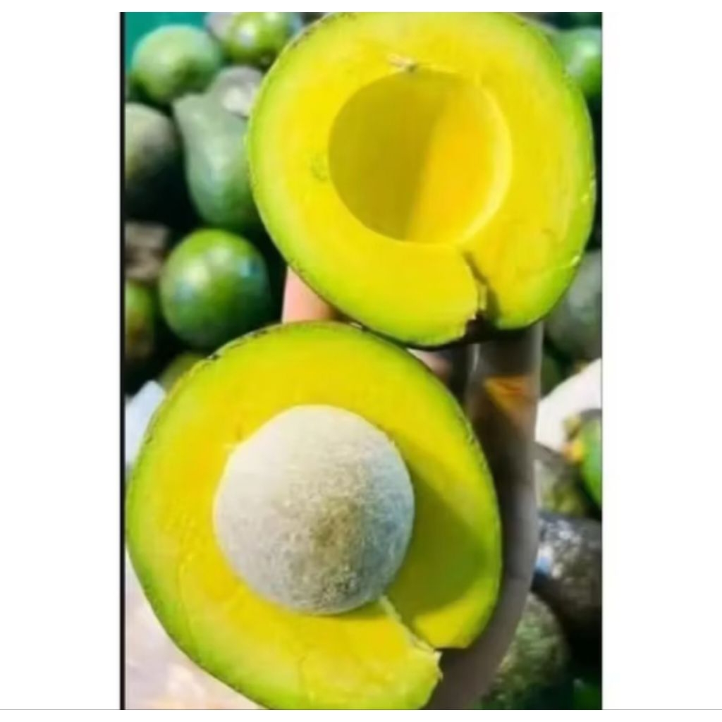 

Alpukat mentega 1 kg isi 2-3-4