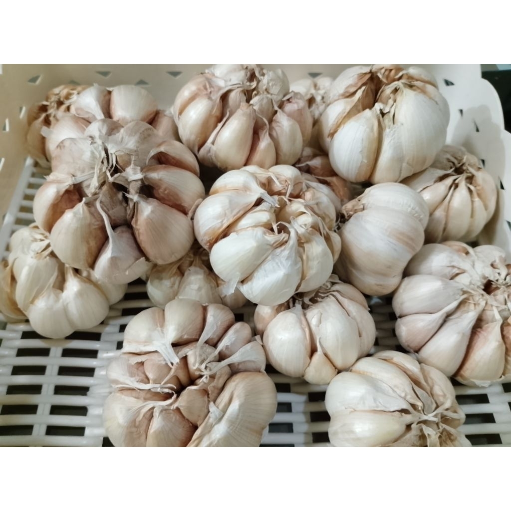 

Bawang Putih Honan Pilihan Fresh 1KG