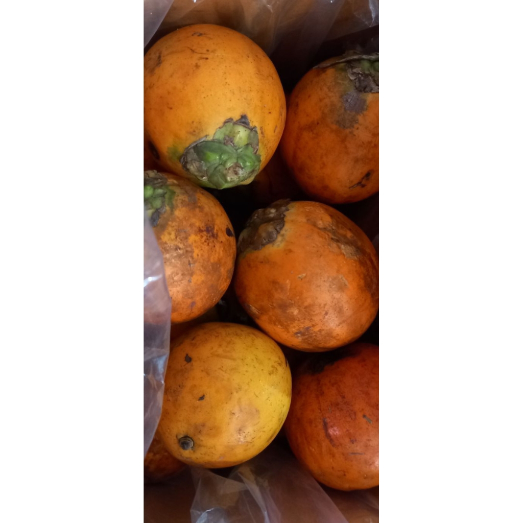 Pinang betara pinang emas biji pinang betara f1 f2 hybrid thailand cepat buah panen di usia 5-7 tahu