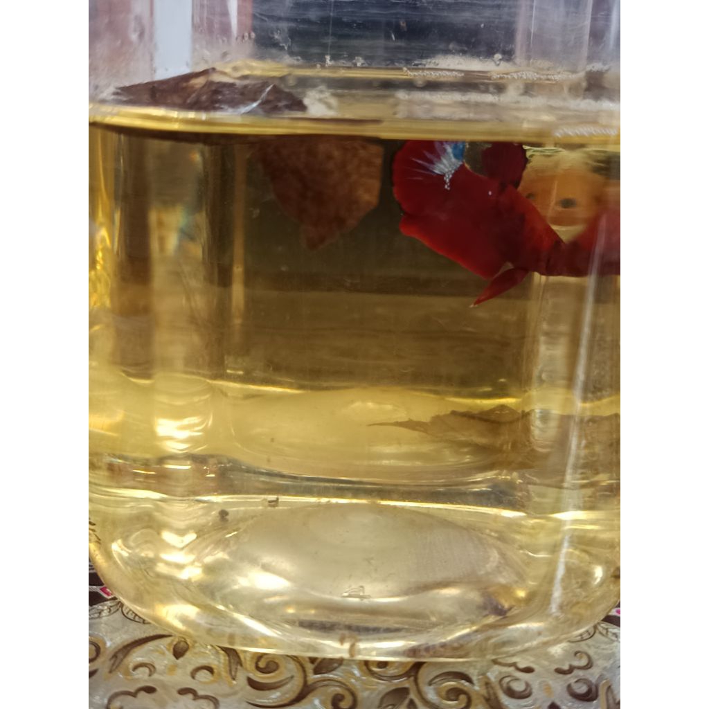 ikan cupang hias plakat