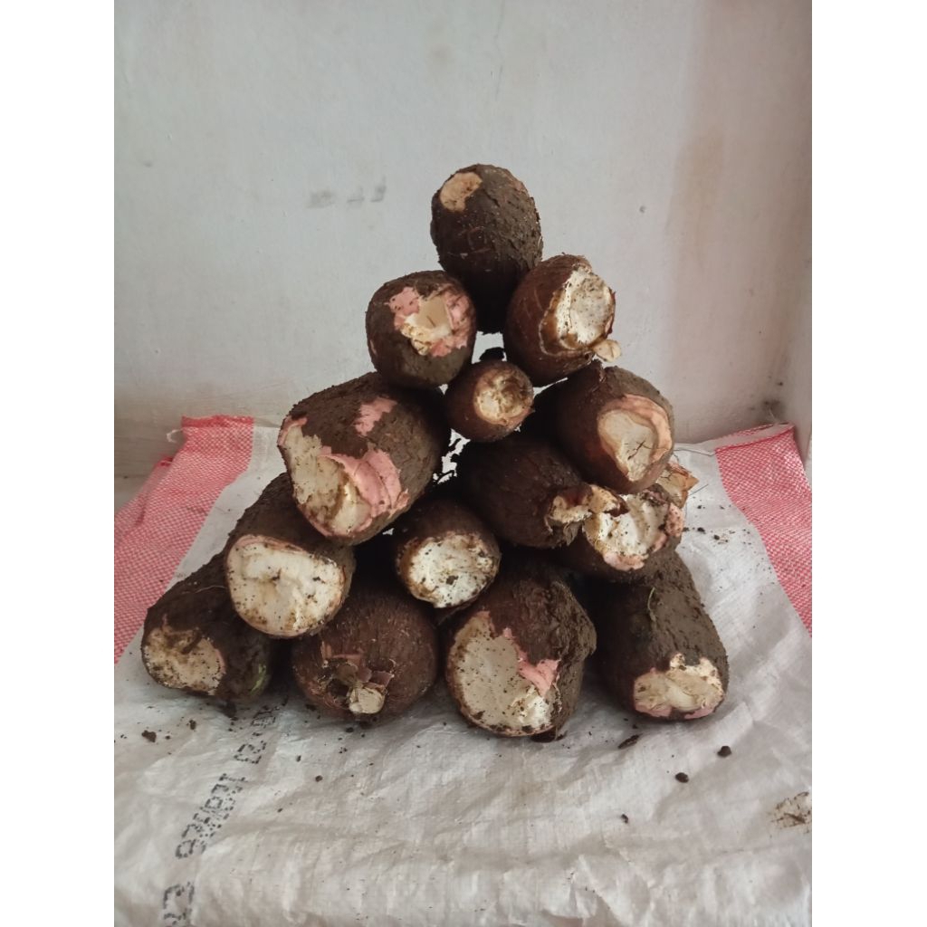 

Singkong Kulit Merah, Bahan Tape / Peuyem, 1kg / 1000g Pasti Mempur, Singkong Kebumen