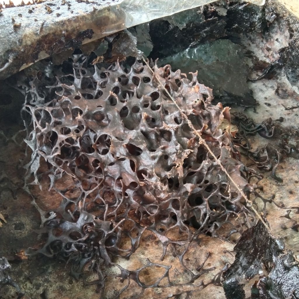 

Propolis Mentah Kelulut Itama