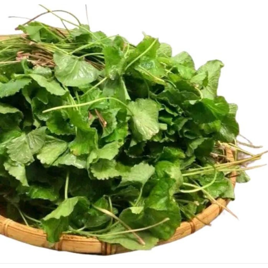 

Rempah Rempah Daun Pegagan Atau Antanan Sambung Nyawa 250Gram