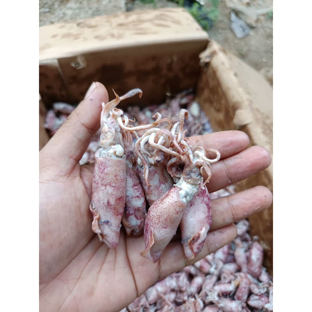 

Cumi Asin Rebus Food Murah Kemasan 250 gram / 500 gram / 1 Kg