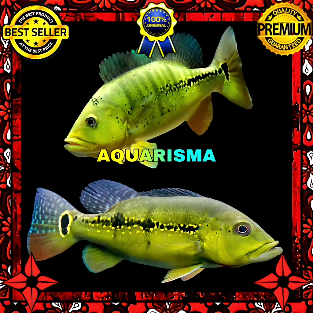 KEBUTUHAN AKUARIUM - CICHLID PEACOCK BASS CICHLA GOLDEN XINGU 9-10 CM