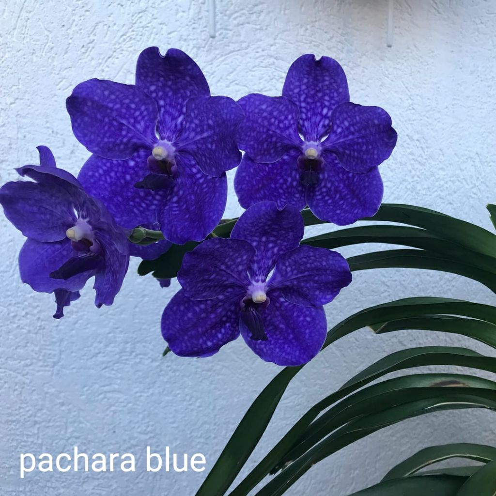 Anggrek vanda  dewasa siap berbunga