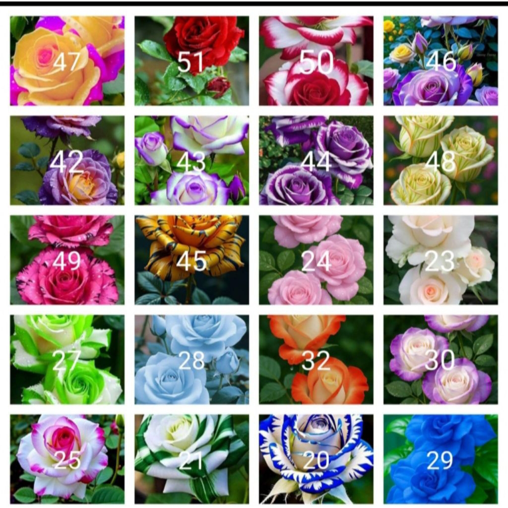 Tanaman hias bunga mawar paket 20 jenis2x bunga