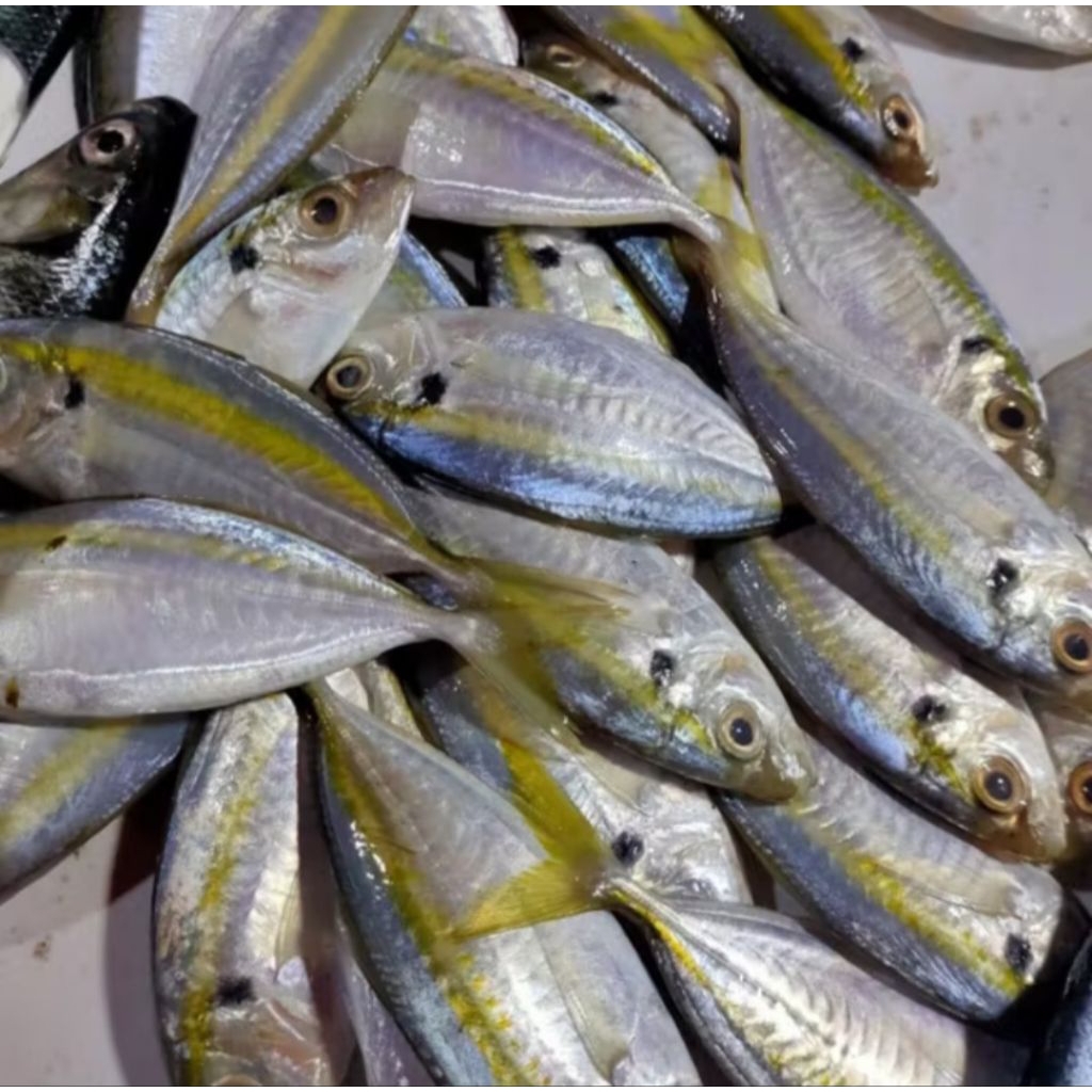 

IKAN SELAR SEGAR / IKAN SELAR MARINASI 1KG