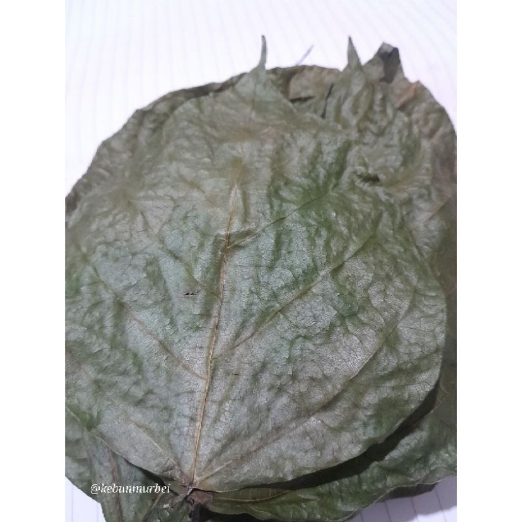 

Daun Dadap kering obat herbaL 100 lembar