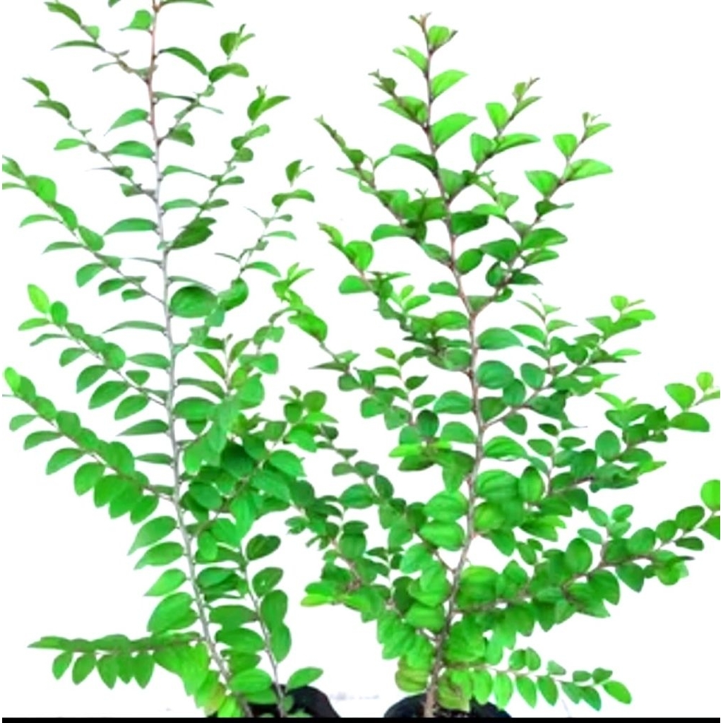 Bidara Arab besar / pohon bidara