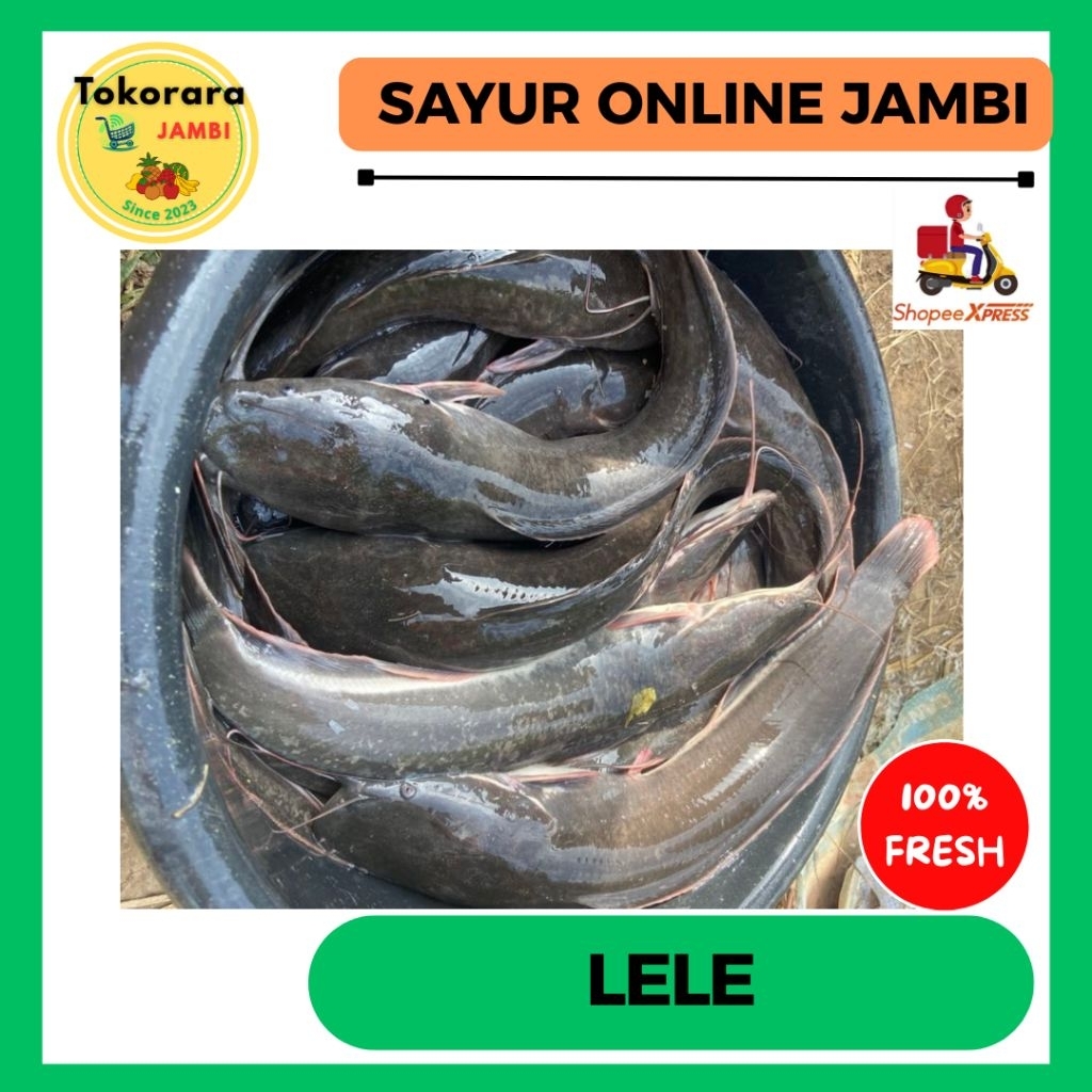 

KIRIM INSTAN Ikan Lele-tokorara.jambi